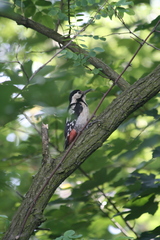 Dendrocopos syriacus