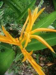 Heliconia latispatha