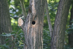 Dendrocopos syriacus