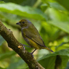 Euphonia xanthogaster