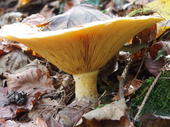 Lactarius scrobiculatus
