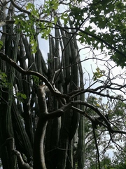Pachycereus pecten-aboriginum