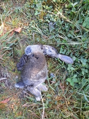 Oryctolagus cuniculus cuniculus