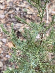 Juniperus