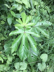 Cecropia pachystachya