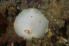 Acanthodoris nanaimoensis