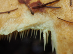 Lactarius scrobiculatus