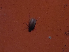 Phyllophaga