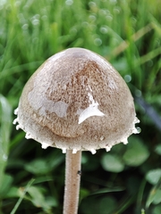 Panaeolus
