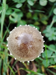 Panaeolus