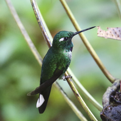 Urosticte benjamini
