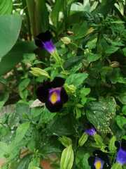 Torenia fournieri