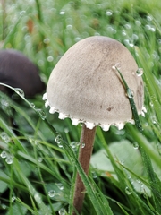 Panaeolus