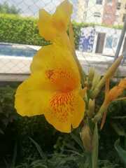 Canna × generalis