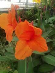 Canna × generalis