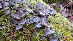 Peltigera canina
