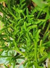 Crassula muscosa