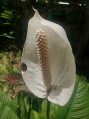 Spathiphyllum