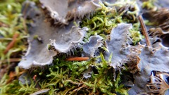 Peltigera canina