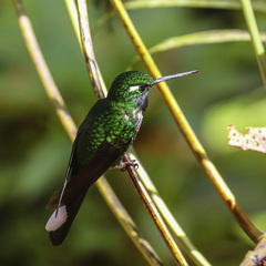 Urosticte benjamini