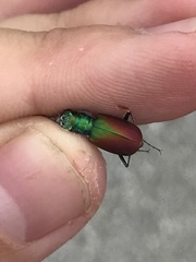 Cicindela scutellaris