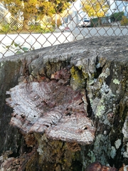 Fungi
