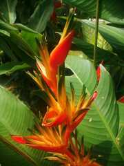 Heliconia psittacorum
