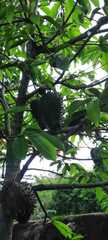 Annona