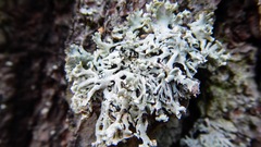 Hypogymnia tubulosa