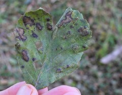 Acalitus brevitarsus