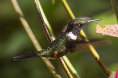 Philodice mitchellii