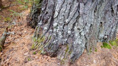 Hypogymnia tubulosa