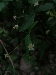 Alternanthera