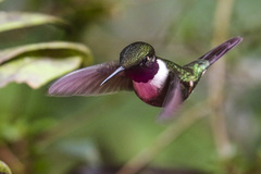 Philodice mitchellii