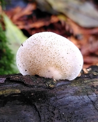Crepidotus