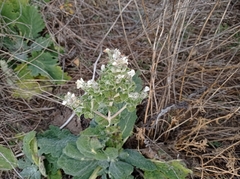 Salvia aethiopis