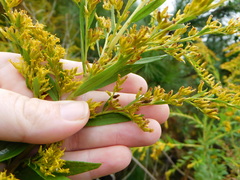 Solidago gigantea