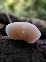 Crepidotus