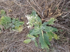 Salvia aethiopis