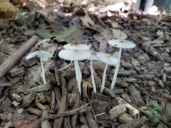 Coprinopsis pachyderma