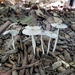 Coprinopsis pachyderma - Photo (c) Stephen Russell, some rights reserved (CC BY-NC), uploaded by Stephen Russell