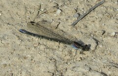 Argia extranea