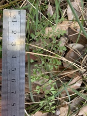 Lindsaea microphylla