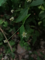 Alternanthera