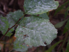 Erysiphe penicillata