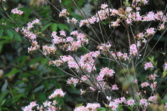 Rhododendron breviperulatum