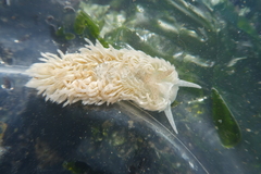 Aeolidia
