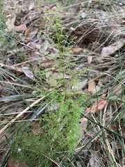 Lindsaea microphylla