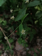 Alternanthera