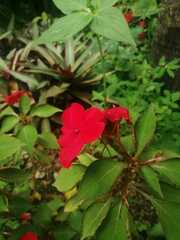 Impatiens
